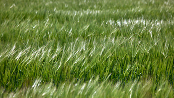 Shimmering wheat This landscape photograph captures a rural agricultural scene in the late morning during the spring season, featuring a field of shimmering wheat. The sunlight highlights the young, green wheat stalks, giving the entire wheat field a luminous quality as they sway gently in the breeze. The image emphasizes the connection between rural life and agriculture, with wheat as the focal point, reflecting the abundance and vitality typical of springtime in wheat-growing regions.